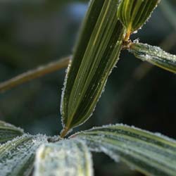 Bamboo Sasaella m. Albostriata